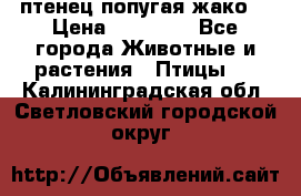 птенец попугая жако  › Цена ­ 60 000 - Все города Животные и растения » Птицы   . Калининградская обл.,Светловский городской округ 